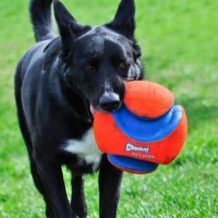 Petmate interactive bite-resistant football